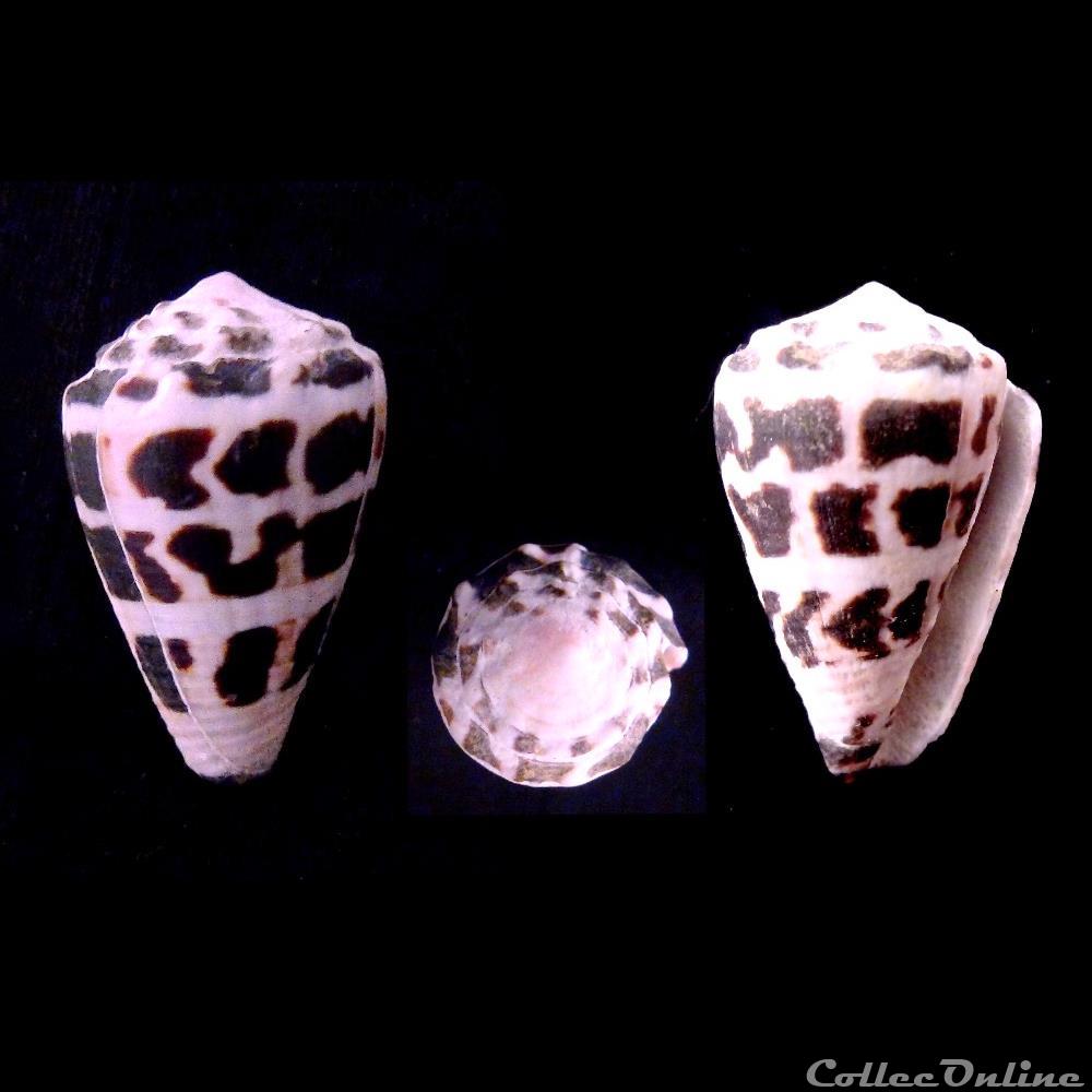 Virroconus Judaeus (Bergh, 1895) coquillage fossile gastropodum virroconus judaeus bergh 1895