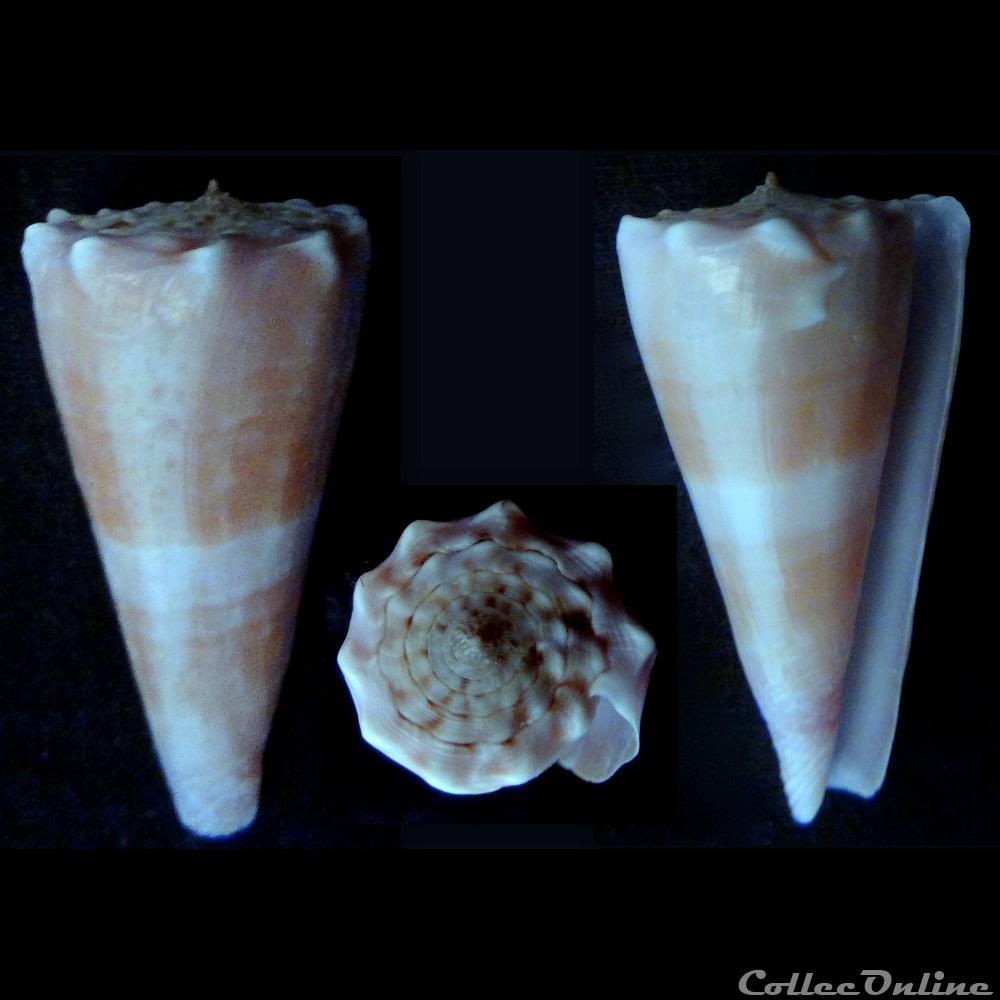 Kioconus (Kioconus) roseorapum (Raybaudi & da Motta, 1990) coquillage fossile gastropodum kioconus kioconus roseorapum raybaudi da motta 1990