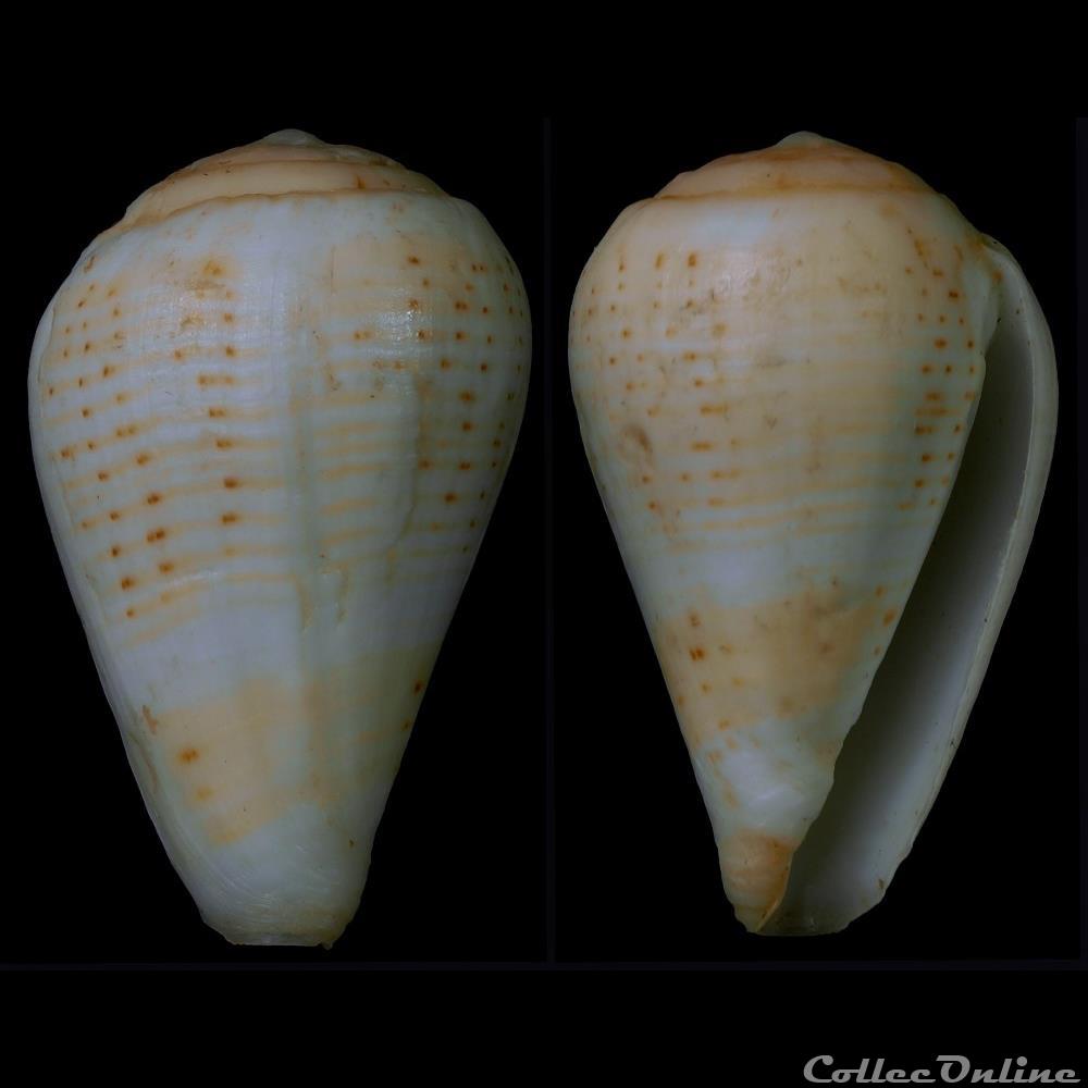 coquillage fossile gastropodum lautoconus varioconus lineopunctatus kaicher 1976