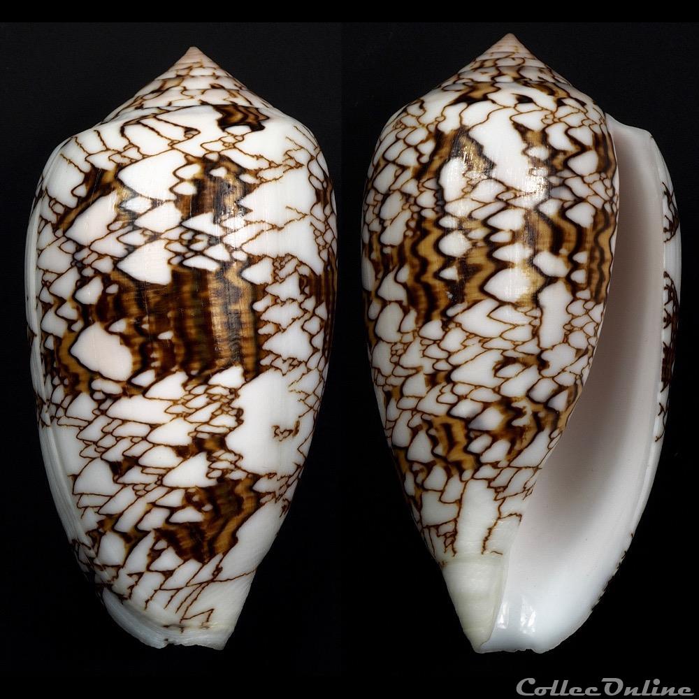 coquillage fossile gastropodum cylindrus archiepiscopus f verriculum reeve 1843