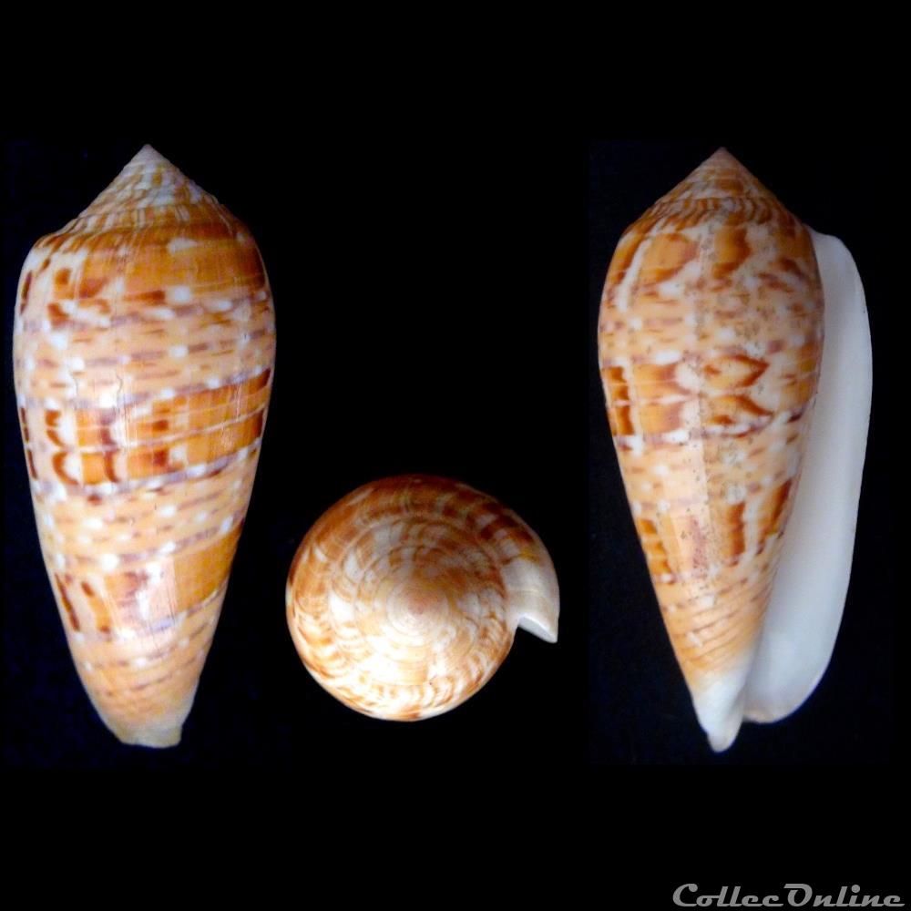 Textilia (Textilia) dusaveli (H. Adams, 1872) coquillage fossile gastropodum textilia textilia dusaveli h adams 1872