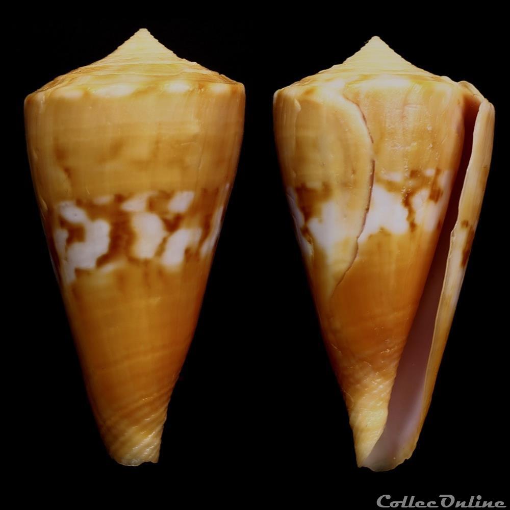 coquillage fossile gastropodum dauciconus dauciconus riosi petuch 1986