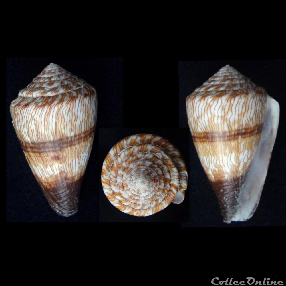 Rhizoconus miles (Linnaeus, 1758) coquillage fossile gastropodum rhizoconus miles linnaeus 1758