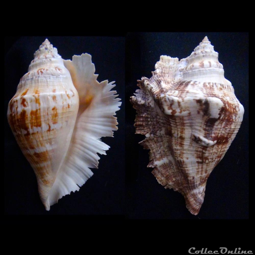 coquillage fossile gastropodum lambis lambis linnaeus 1758