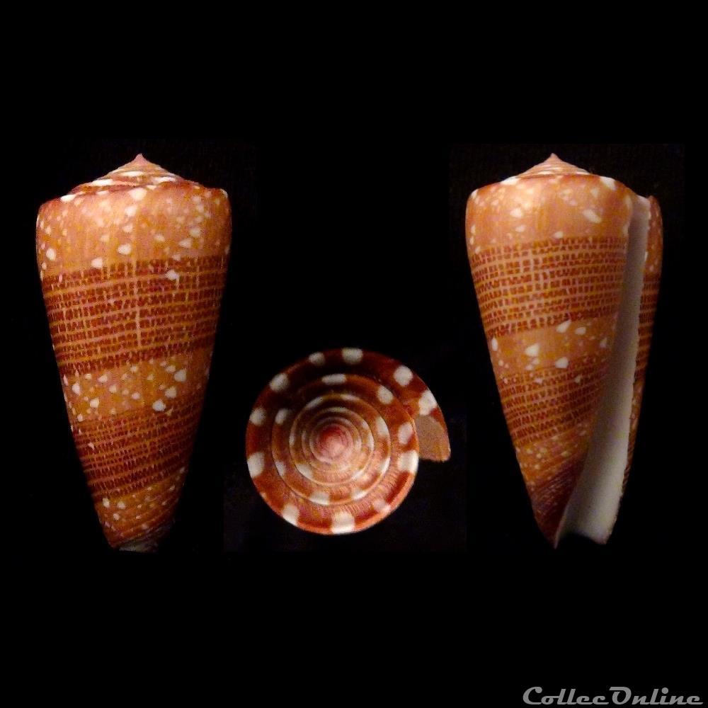 coquillage fossile gastropodum eugeniconus victor victor broderip 1842