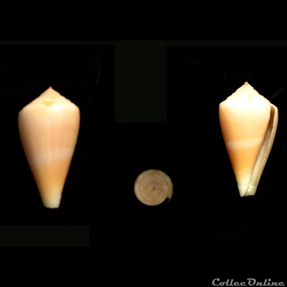 coquillage fossile gastropodum kioconus isoconus sazanka shikama 1970