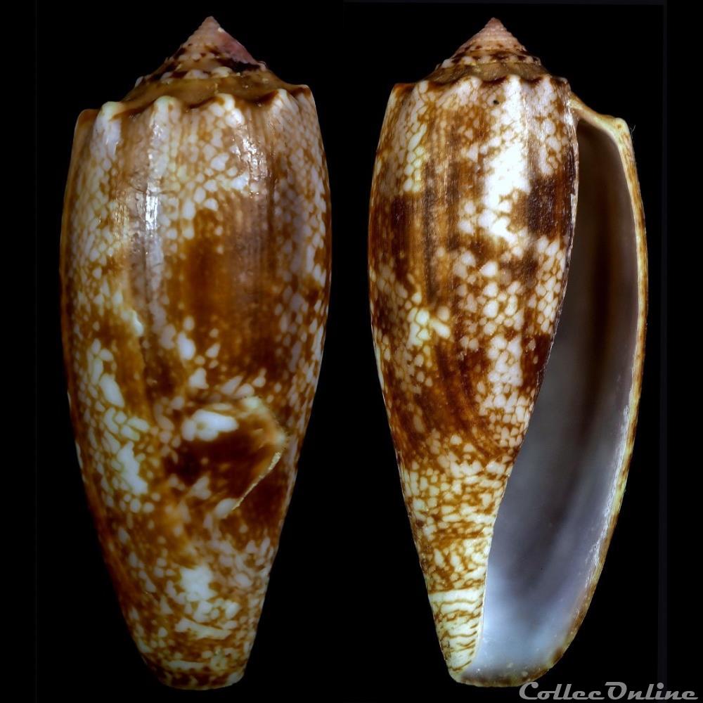Gastridium geographus (Linnaeus, 1758) coquillage fossile gastropodum gastridium geographus linnaeus 1758