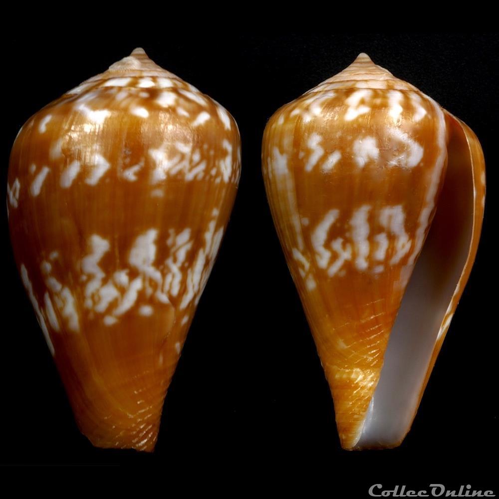 coquillage fossile gastropodum lautoconus lautoconus trencarti nolf verstraeten 2008