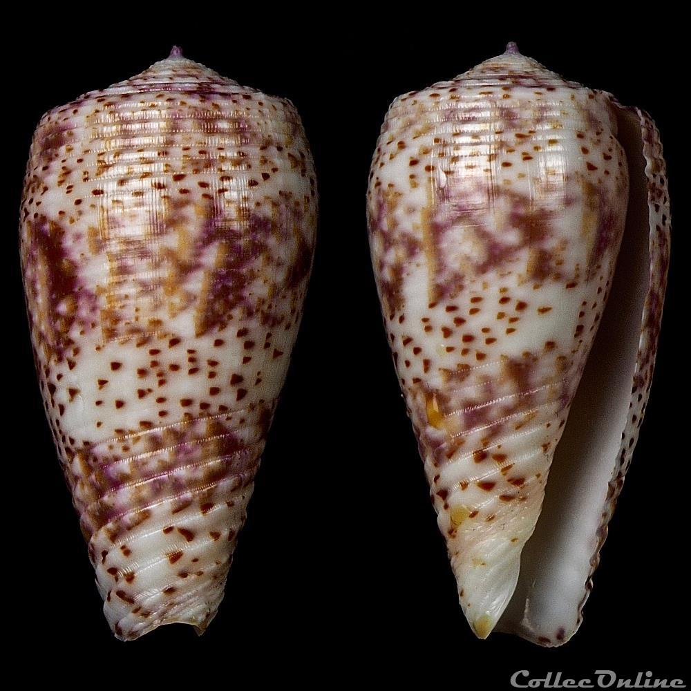 coquillage fossile gastropodum textilia textilia adamsonii broderip 1836