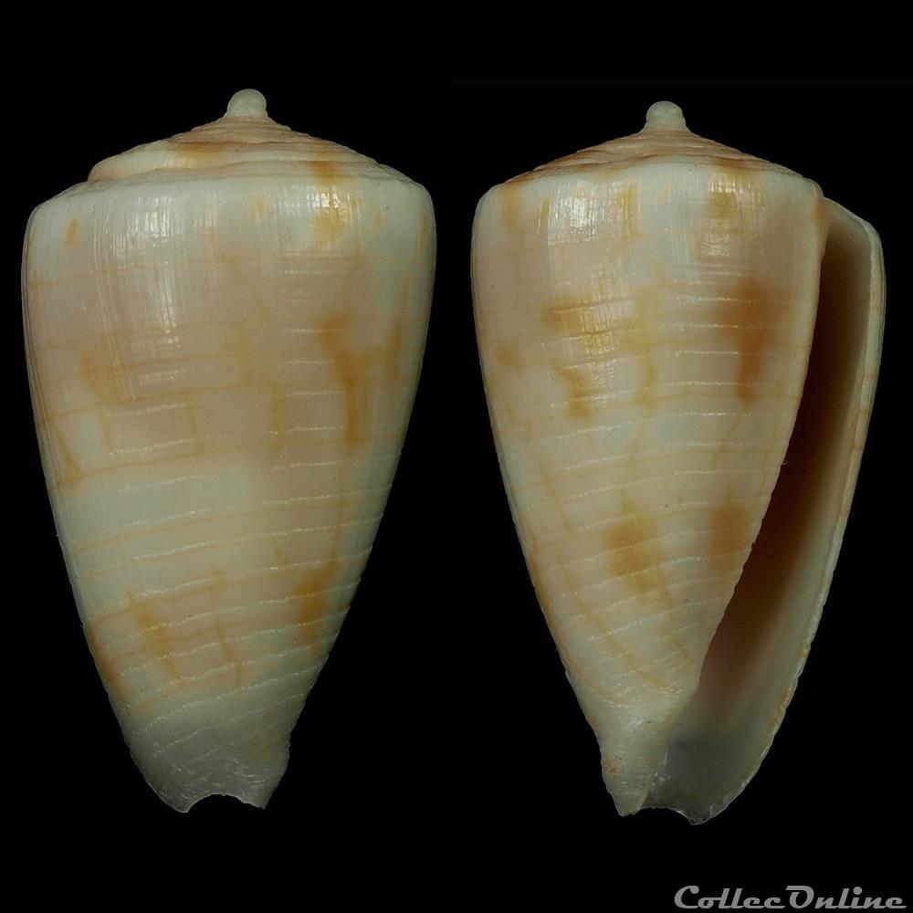 coquillage fossile gastropodum quasiconus tuticorinensis rockel korn 1990