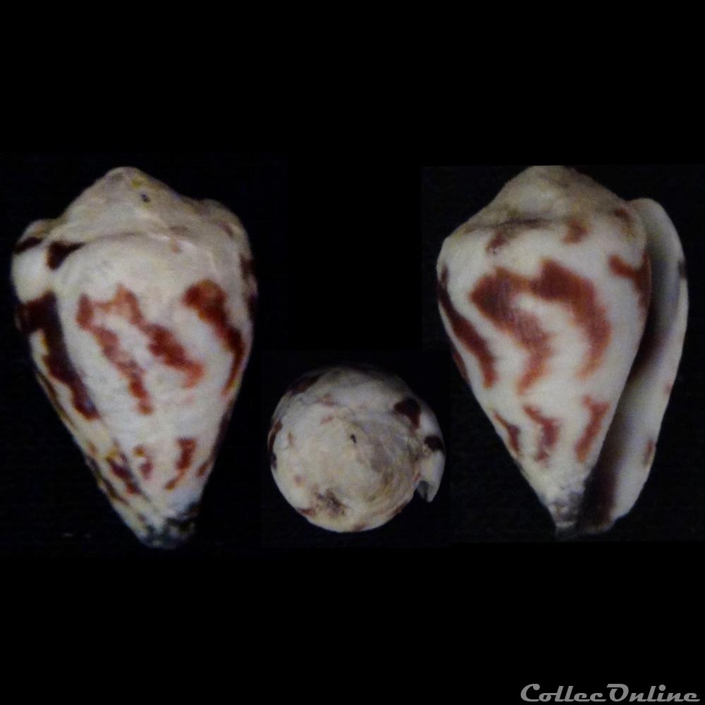 Harmoniconus sponsalis (Hwass in Bruguière, 1792) coquillage fossile gastropodum harmoniconus sponsalis hwass in bruguiere 1792