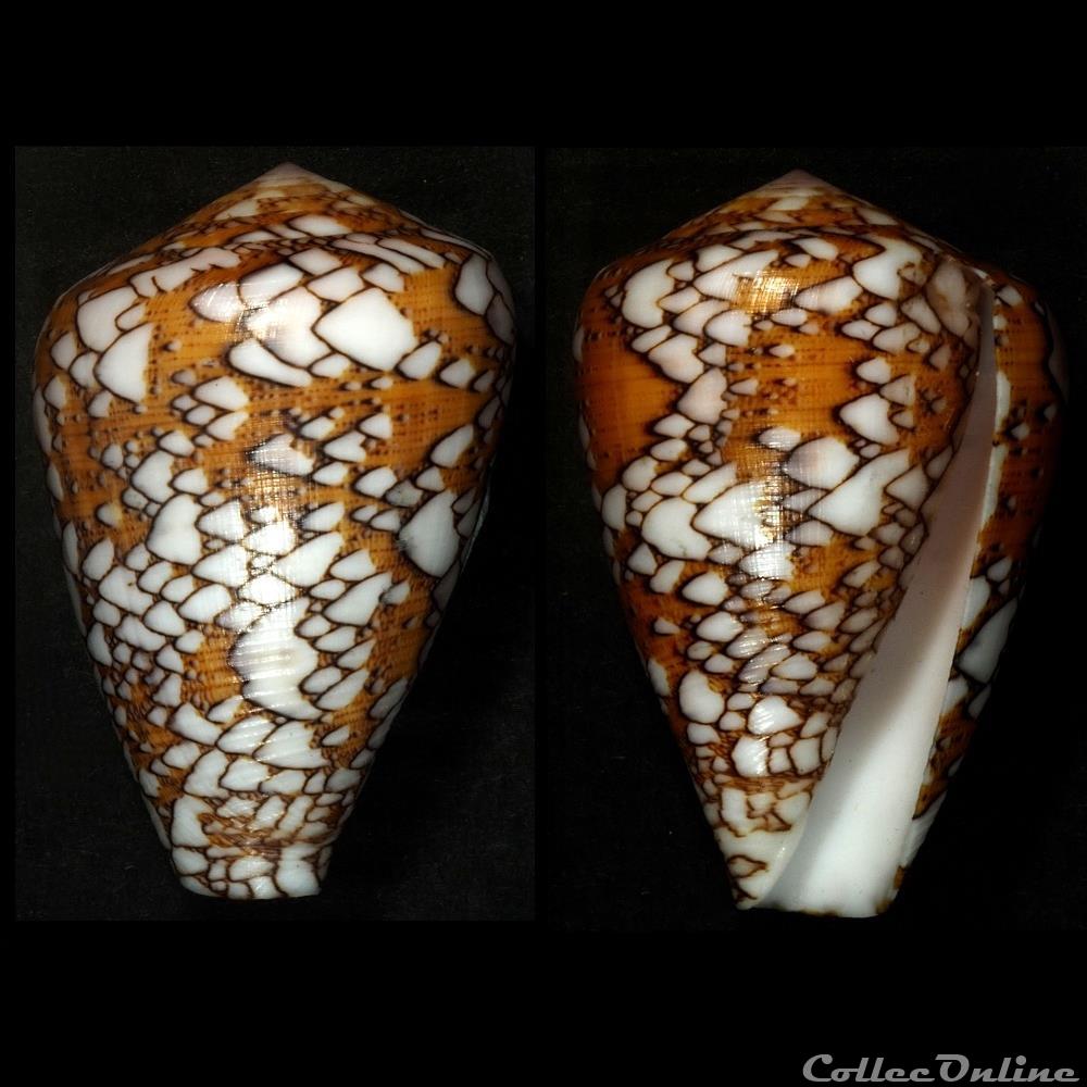 Darioconus behelokensis (Lauer, 1989) coquillage fossile gastropodum darioconus behelokensis lauer 1989