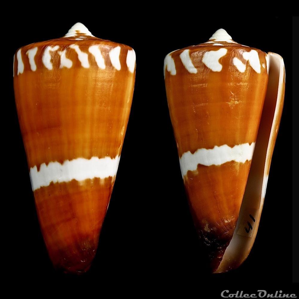 Strategoconus (Vituliconus) litoglyphus (Hwass in Bruguière, 1792) coquillage fossile gastropodum strategoconus vituliconus litoglyphus hwass in bruguiere 1792