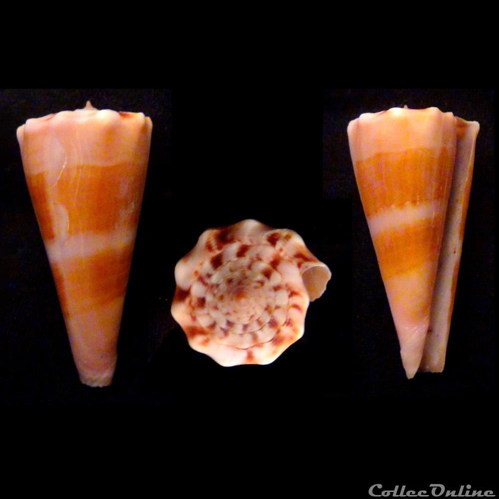 Kioconus (Kioconus) roseorapum (Raybaudi & da Motta, 1990) coquillage fossile gastropodum kioconus kioconus roseorapum raybaudi da motta 1990