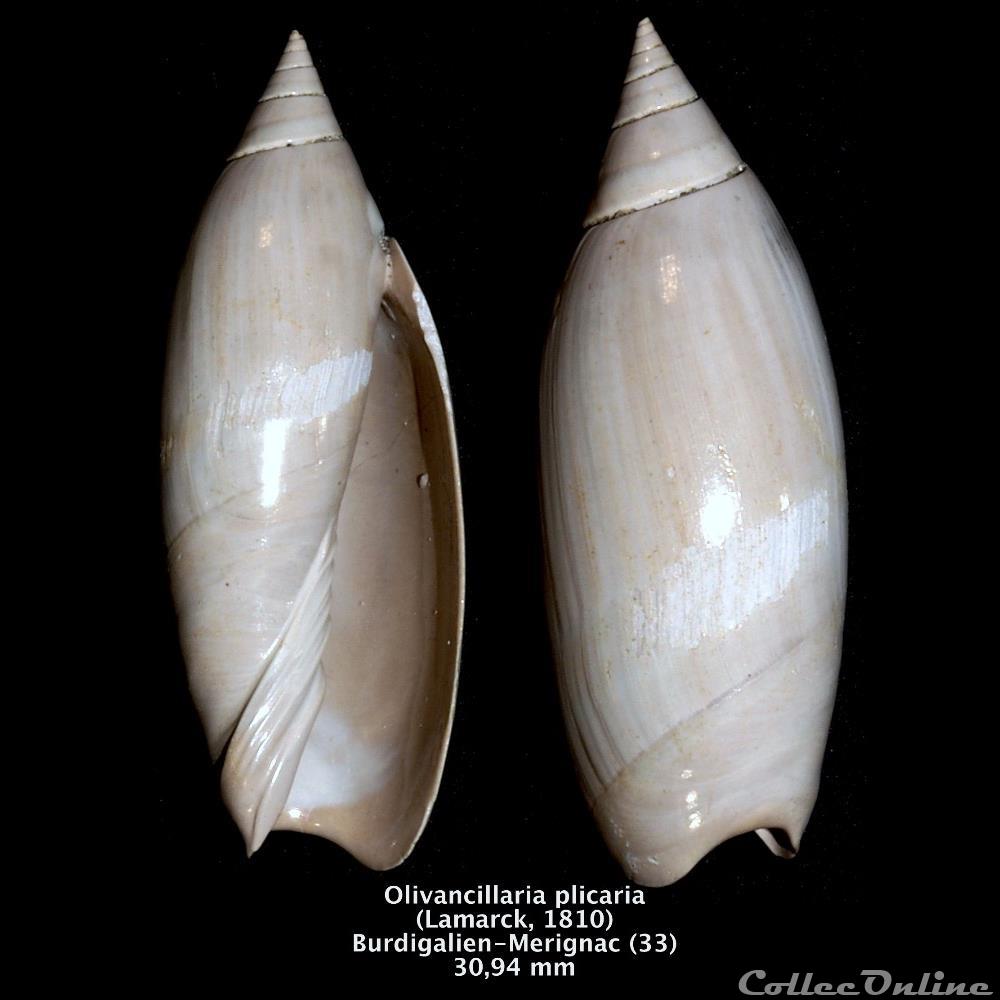 Olivancillaria plicaria (Lamarck, 1810) coquillage fossile invertebre olivancillaria plicaria lamarck 1810
