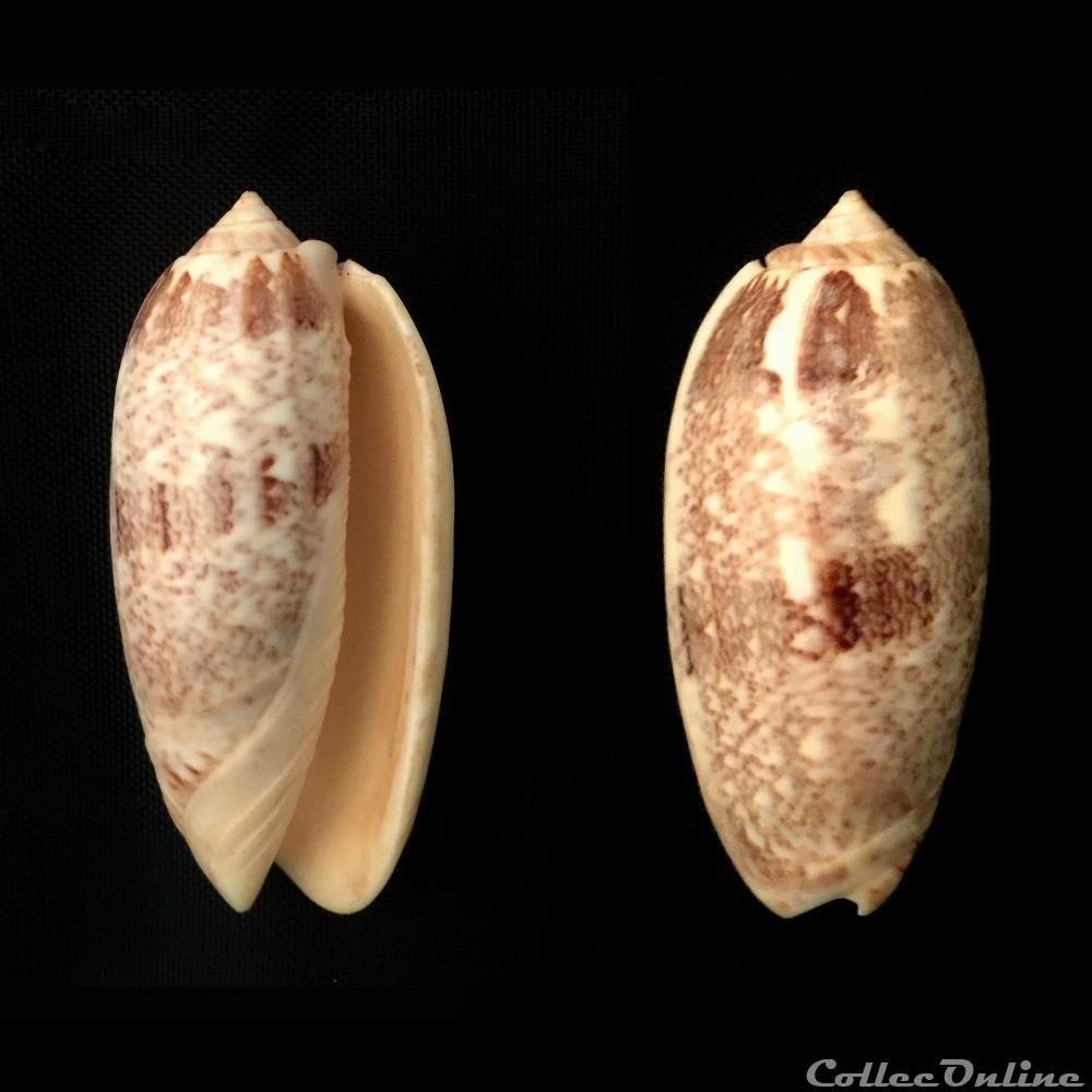 coquillage fossile gastropodum miniaceoliva miniacea roding 1798