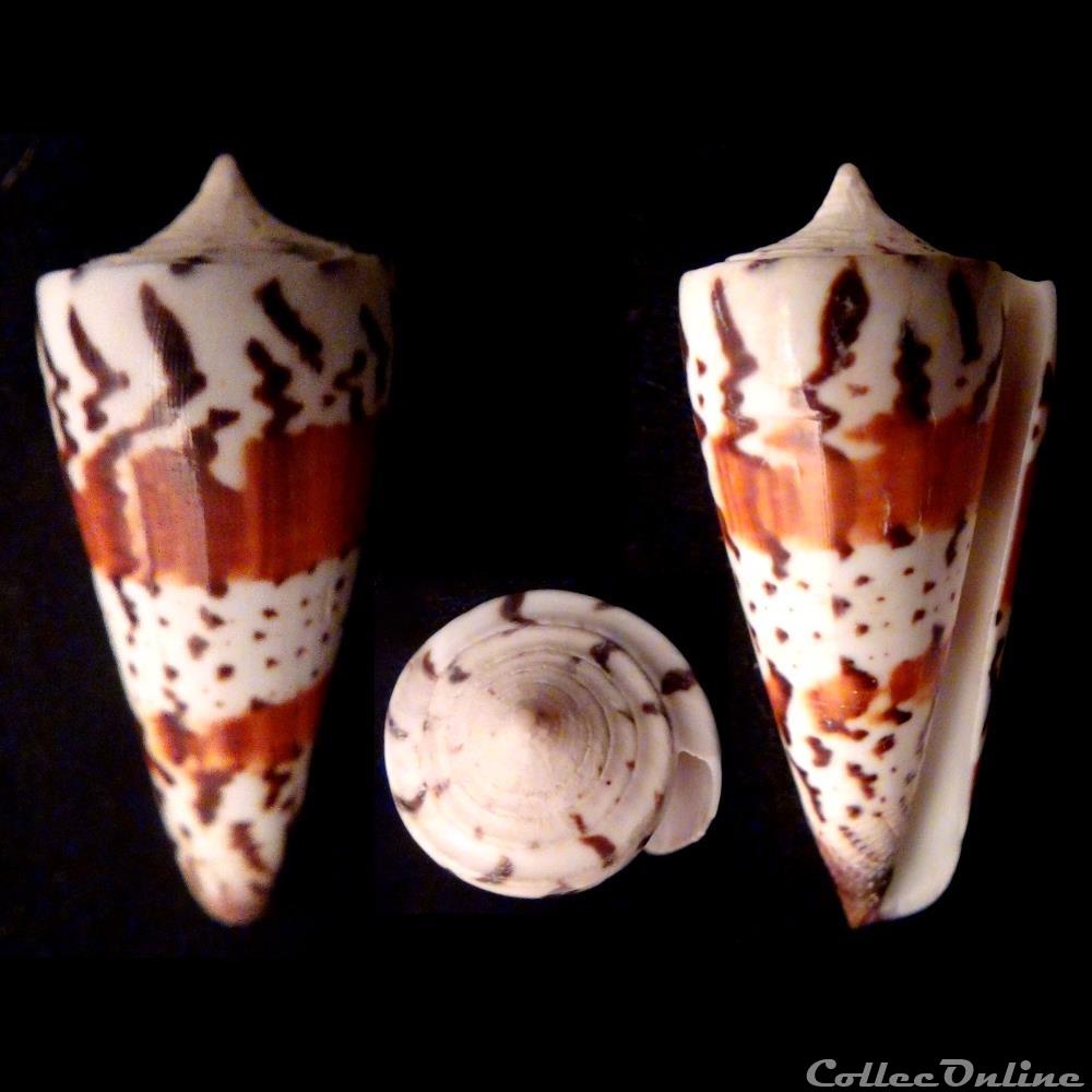Strategoconus (Strategoconus) generalis (Linnaeus, 1767) coquillage fossile gastropodum strategoconus strategoconus generalis linnaeus 1767