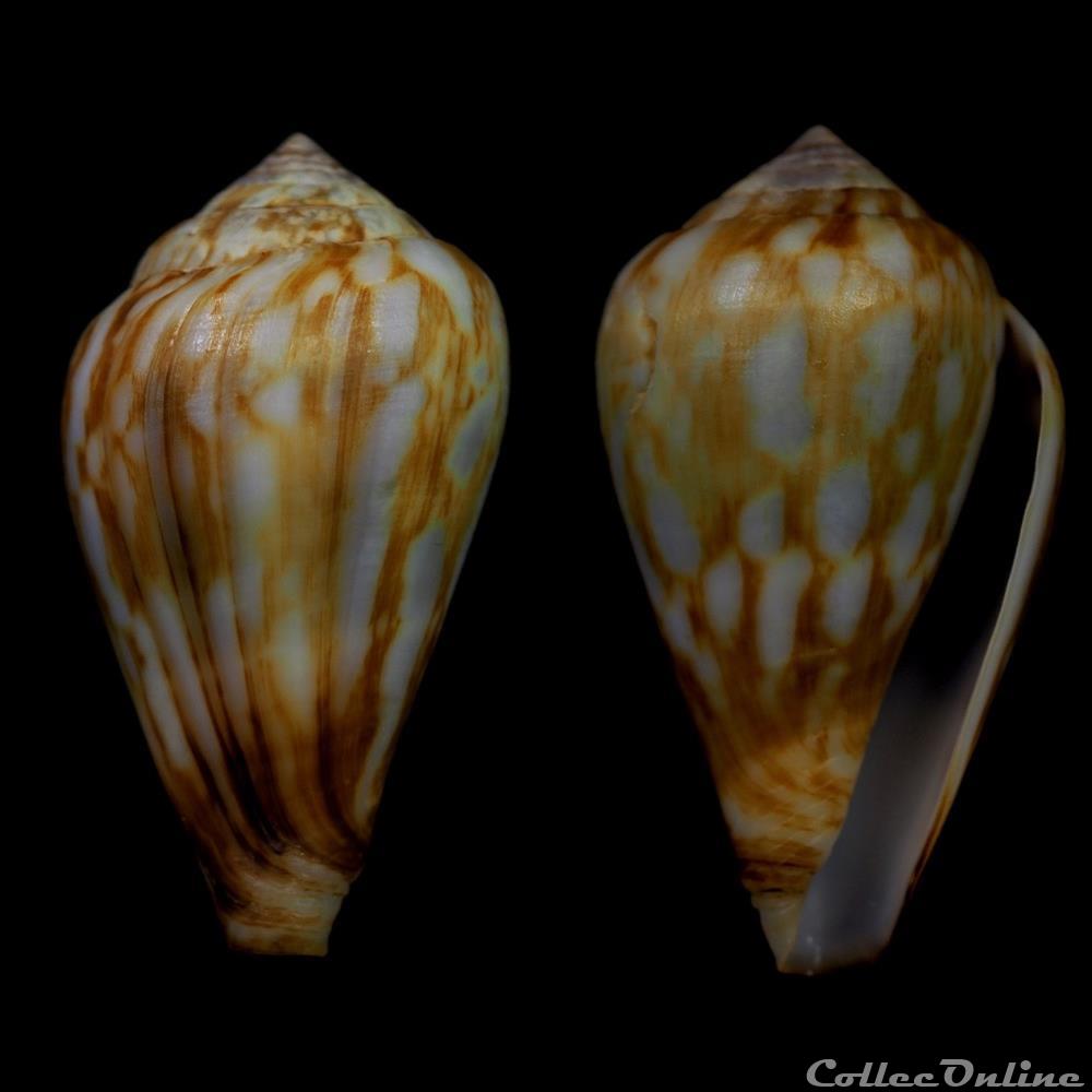 coquillage fossile gastropodum lautoconus varioconus allaryi bozzetti 2008