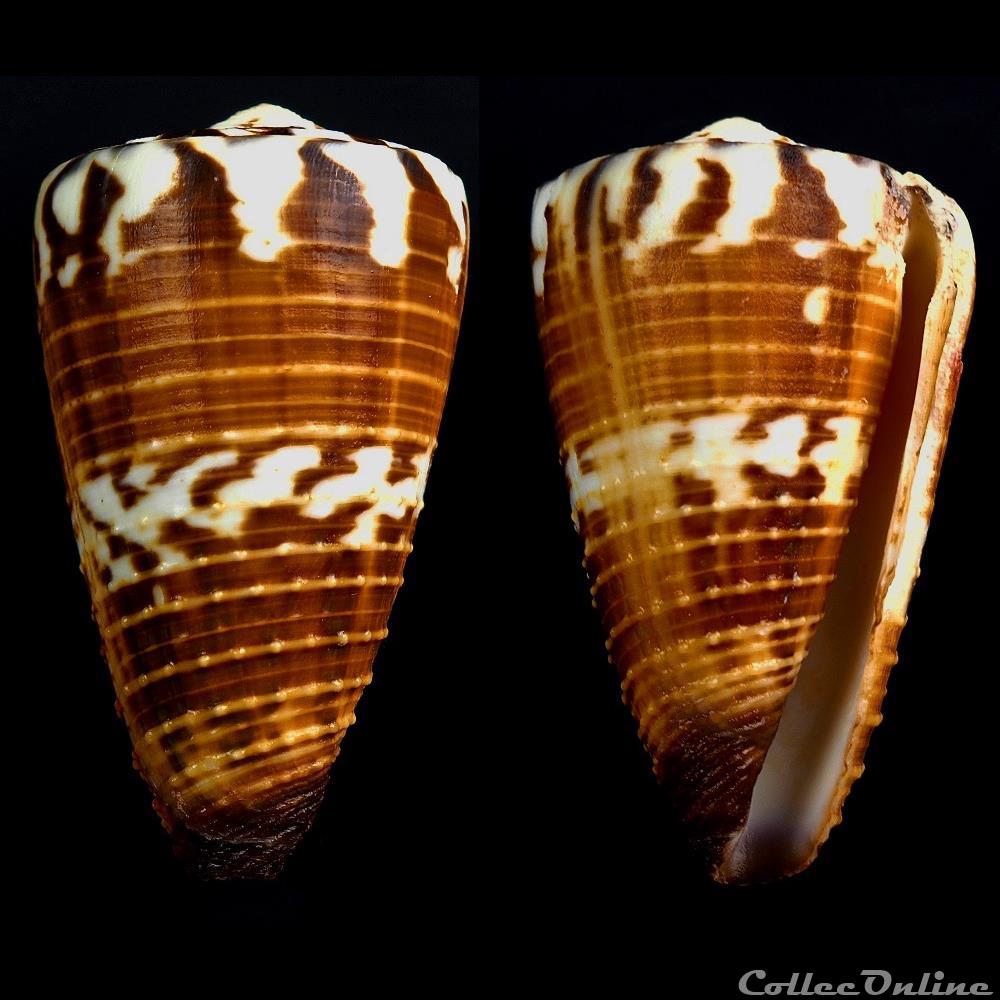Strategoconus (Vituliconus) vitulinus (Hwass, 1792) coquillage fossile gastropodum strategoconus vituliconus vitulinus hwass 1792