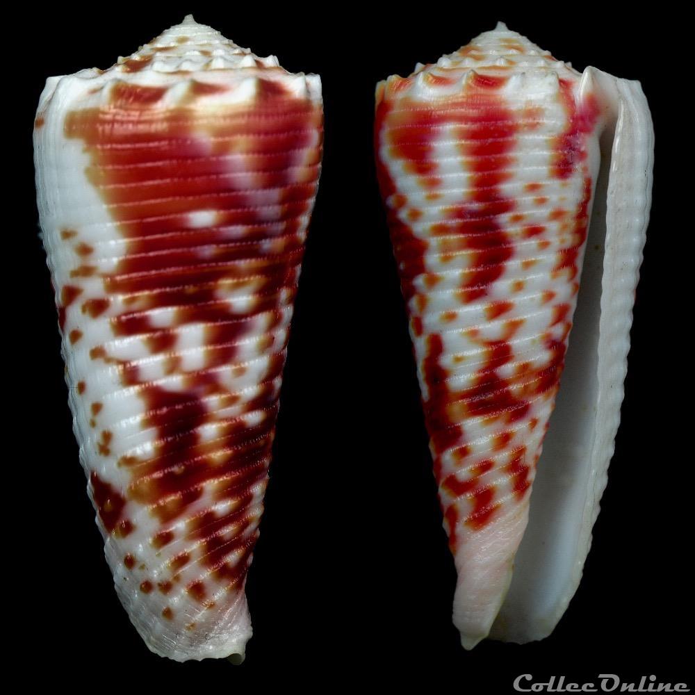Phasmoconus (Fulgiconus) merleti (Mayissian, 1974) coquillage fossile gastropodum phasmoconus fulgiconus merleti mayissian 1974
