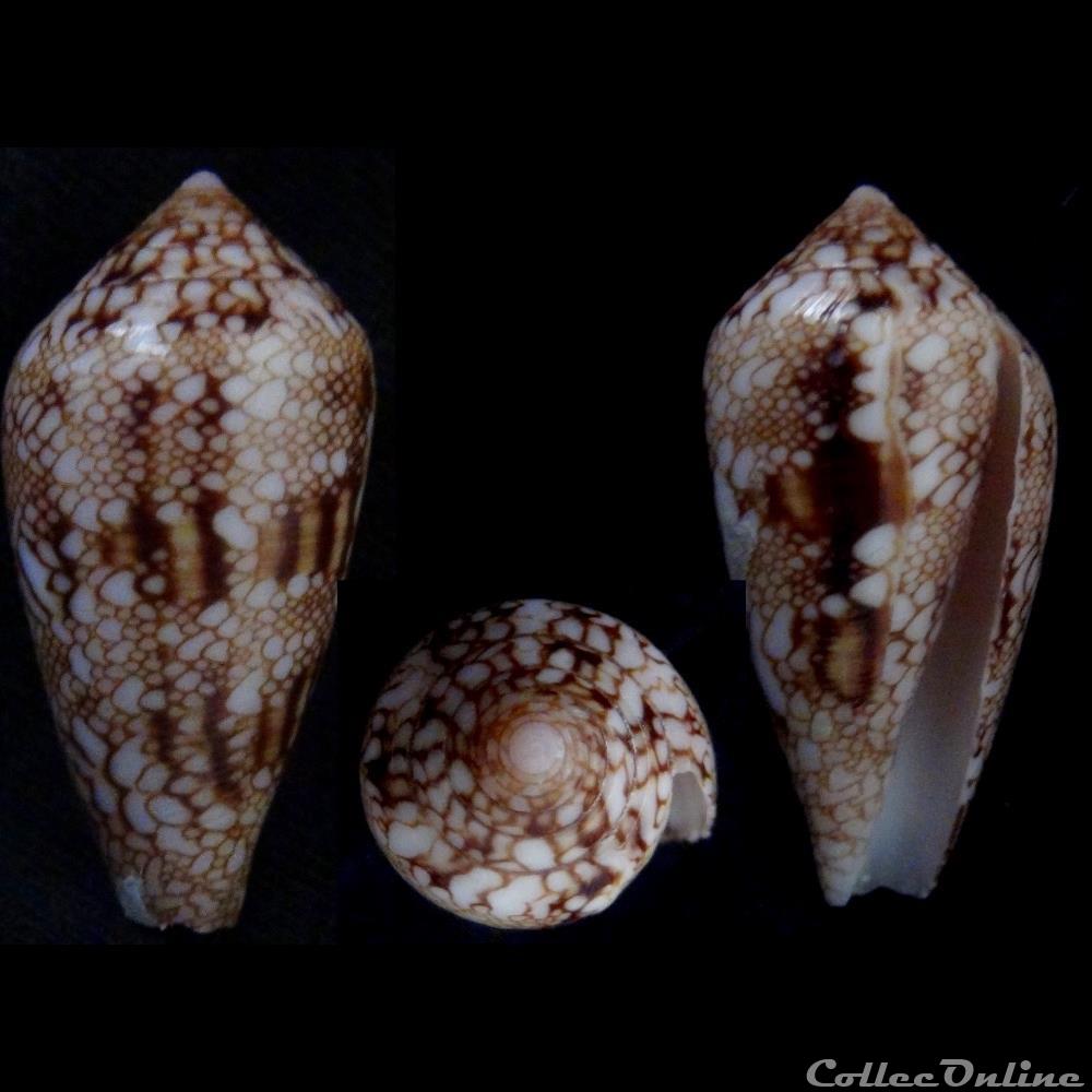 Cylindrus canonicus (Hwass, 1792) coquillage fossile gastropodum cylindrus canonicus hwass 1792