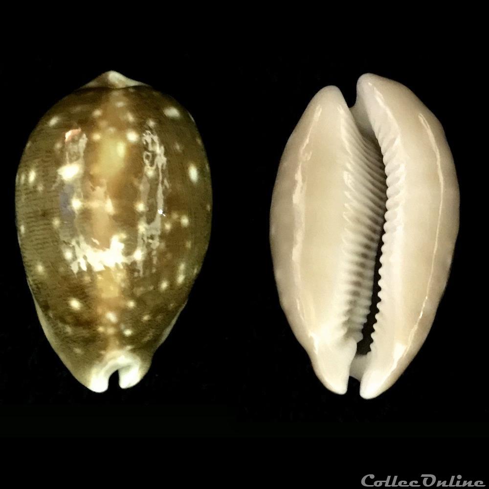 Lyncina camelopardalis (Perry, 1811) coquillage fossile gastropodum lyncina camelopardalis perry 1811
