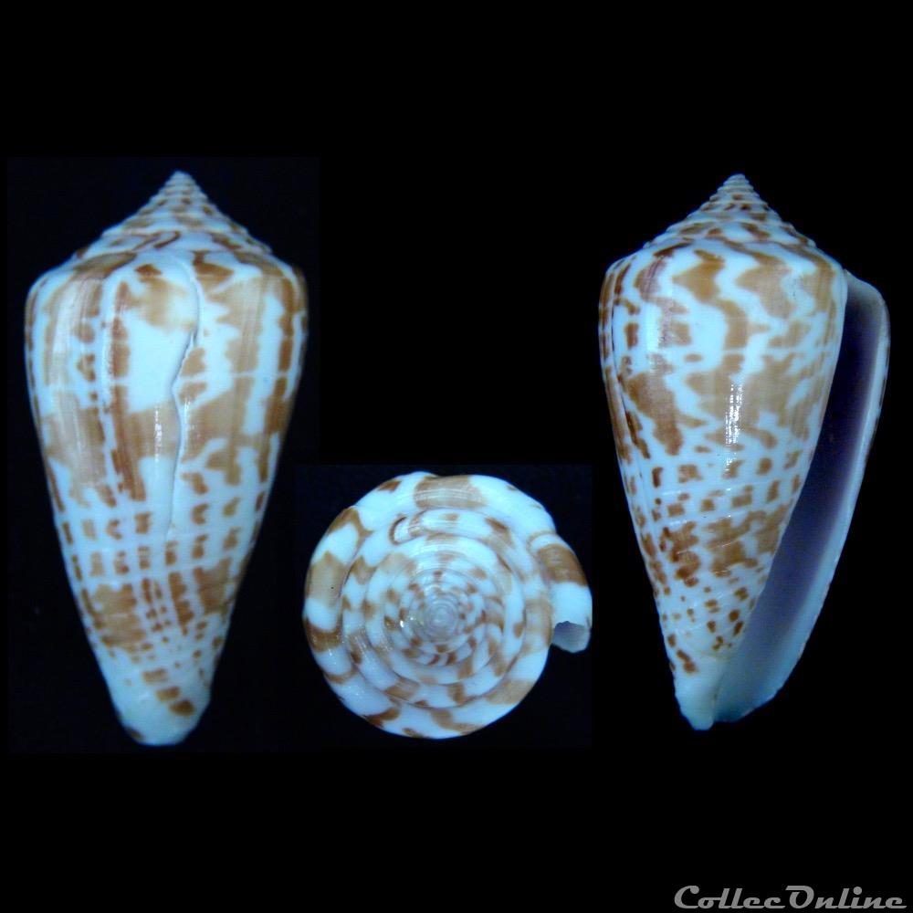 coquillage fossile gastropodum phasmoconus phasmoconus inscriptus reeve 1843