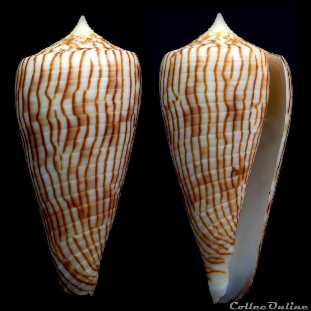 Phasmoconus (Phasmoconus) kuroharai (Habe, 1965) coquillage fossile gastropodum phasmoconus phasmoconus kuroharai habe 1965
