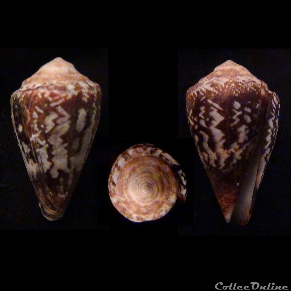 Lautoconus (Africonus) decoratus (Röckel, Rolán & Monteiro, 1980) coquillage fossile gastropodum lautoconus africonus decoratus rockel rolan monteiro 1980
