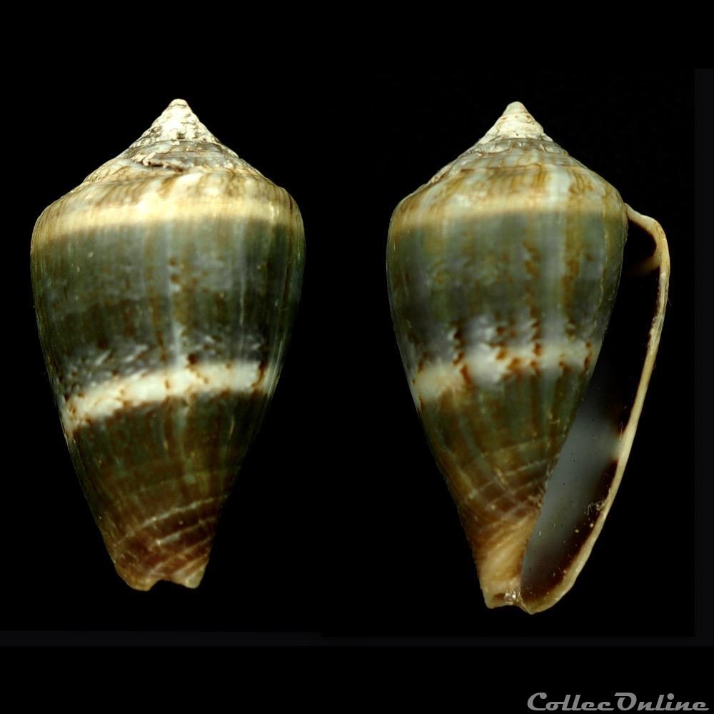 coquillage fossile gastropodum lautoconus africonus infinitus rolan 1990