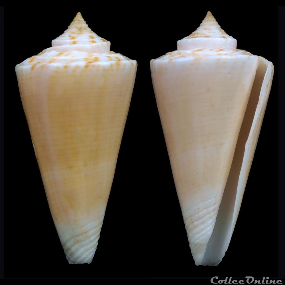 Kioconus ( Nitidoconus) nielsenae (Marsh, 1962) coquillage fossile gastropodum kioconus nitidoconus nielsenae marsh 1962