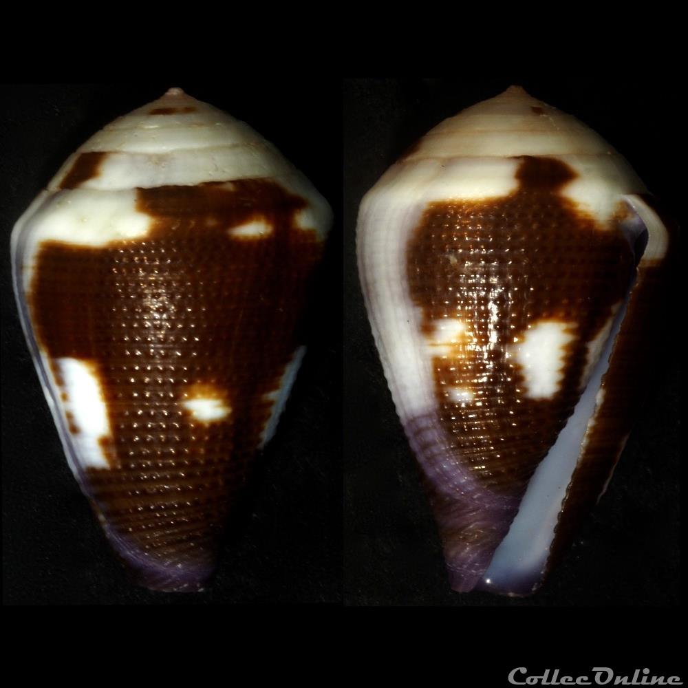 Leporiconus coffeae (Gmelin, 1791) coquillage fossile gastropodum leporiconus coffeae gmelin 1791