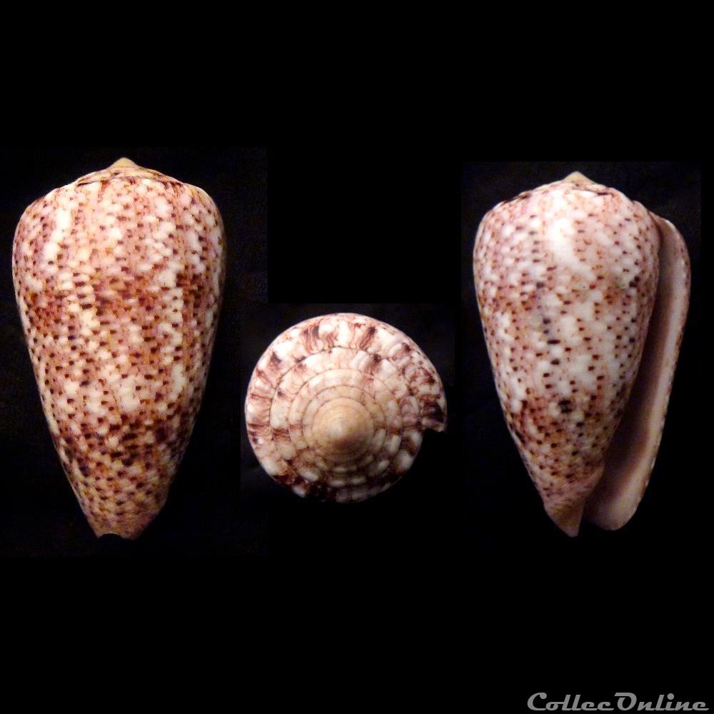 Puncticulis zeylanicus (Gmelin, 1791) coquillage fossile gastropodum puncticulis zeylanicus gmelin 1791