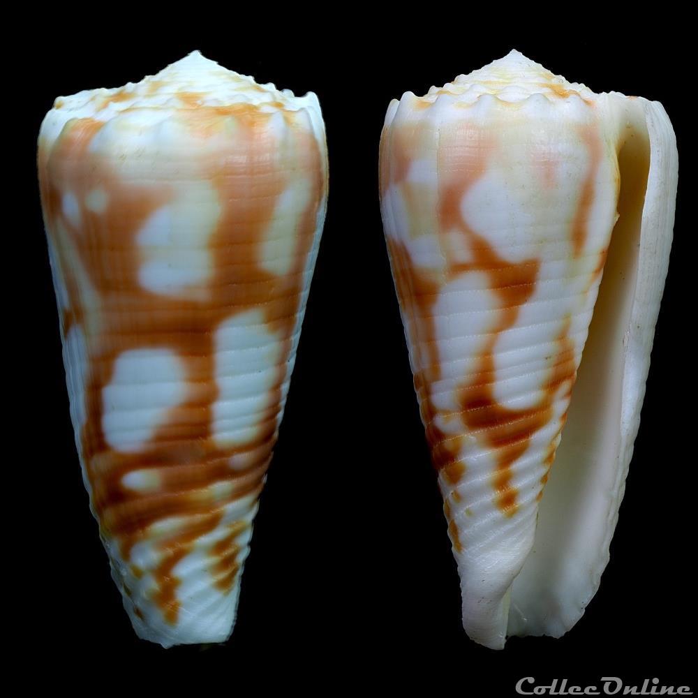 Phasmoconus (Fulgiconus) merleti (Mayissian, 1974) coquillage fossile gastropodum phasmoconus fulgiconus merleti mayissian 1974