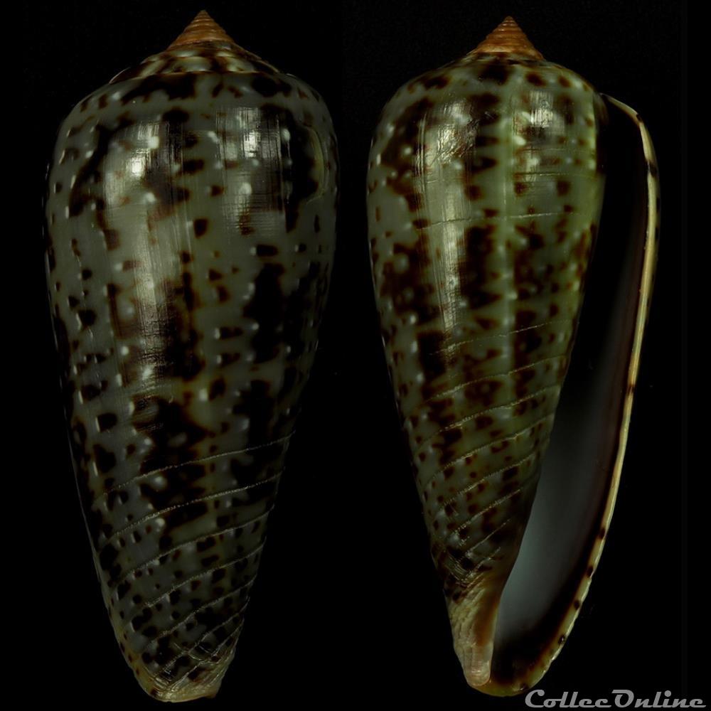 Phasmoconus (Phasmoconus) cinereus (Hwass in Bruguière, 1792) coquillage fossile gastropodum phasmoconus phasmoconus cinereus hwass in bruguiere 1792