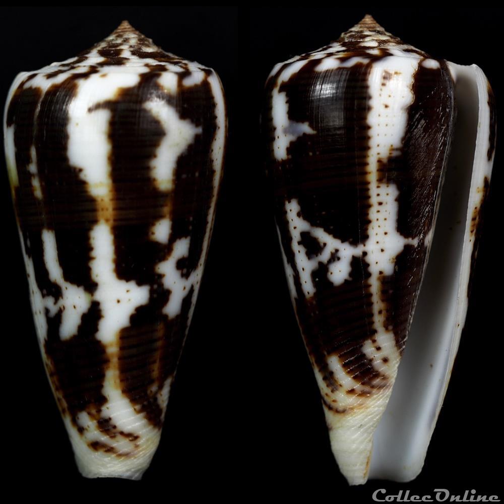 coquillage fossile gastropodum pionoconus cf magus 1