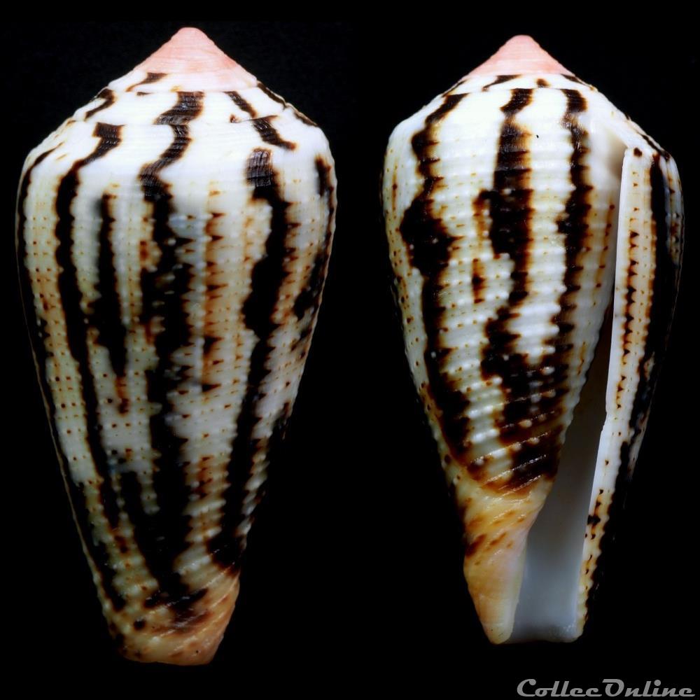 Pionoconus magus (Linnaeus, 1758) coquillage fossile gastropodum pionoconus magus linnaeus 1758