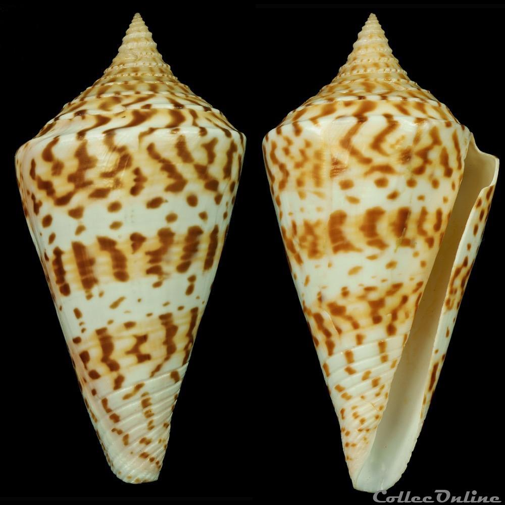 Kohniconus delessertii (Récluz, 1843) coquillage fossile gastropodum kohniconus delessertii recluz 1843