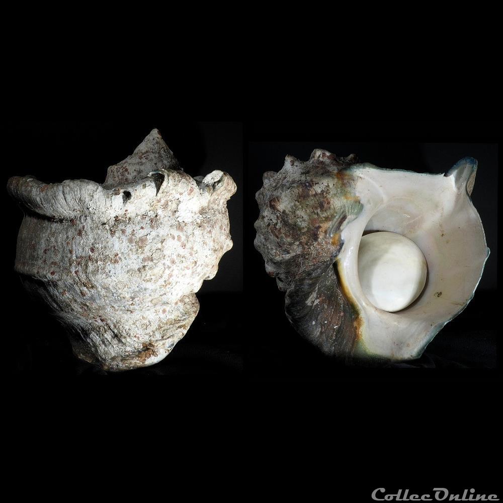 Turbo marmoratus Linnaeus, 1758 coquillage fossile gastropodum turbo marmoratus linnaeus 1758