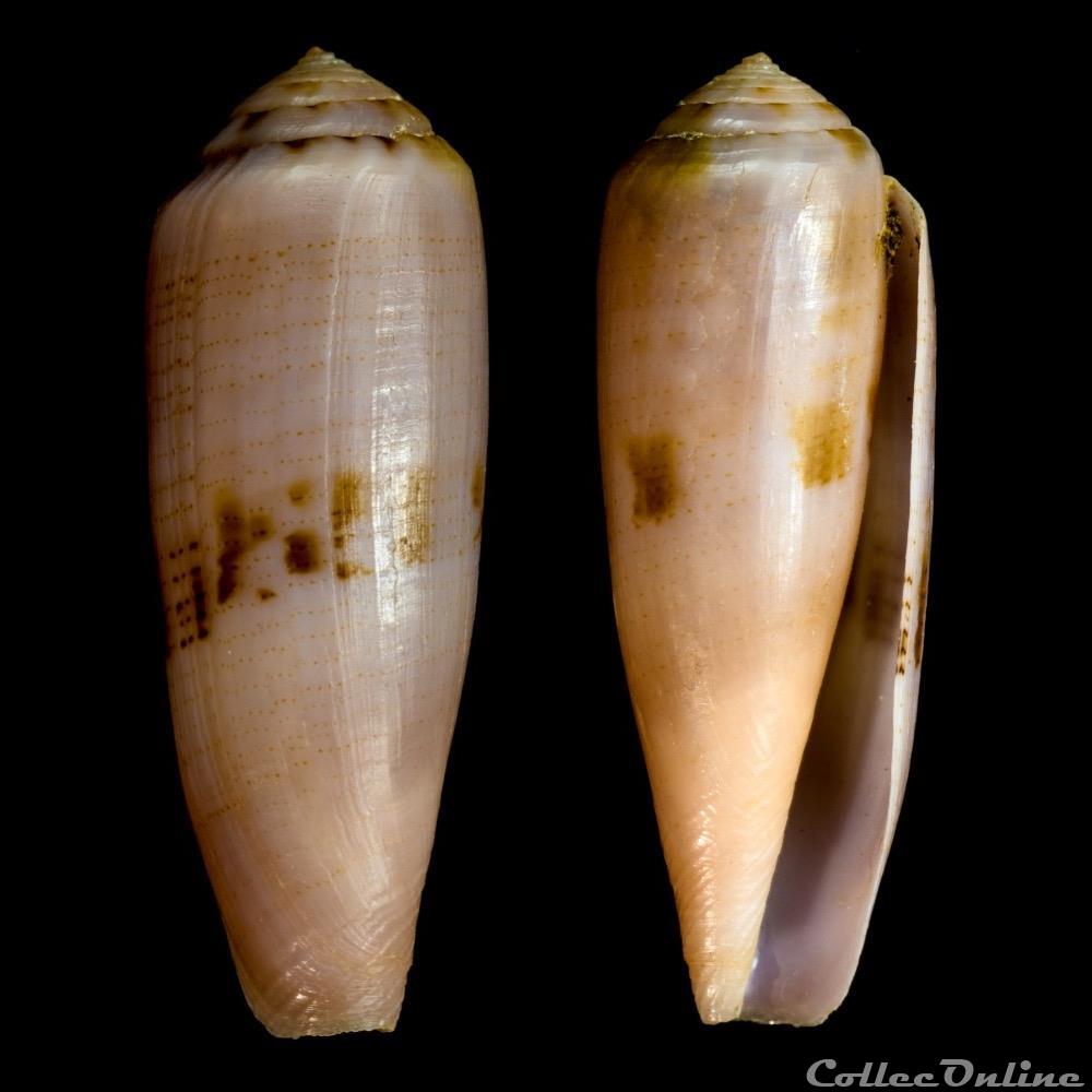 Kioconus (Isoconus) viola (Cernohorsky, 1977) coquillage fossile gastropodum kioconus isoconus viola cernohorsky 1977