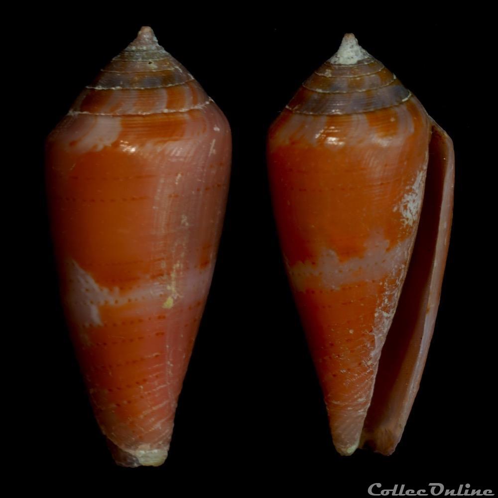 Kioconus (Isoconus) corallinus (Kiener, 1845) coquillage fossile gastropodum kioconus isoconus corallinus kiener 1845