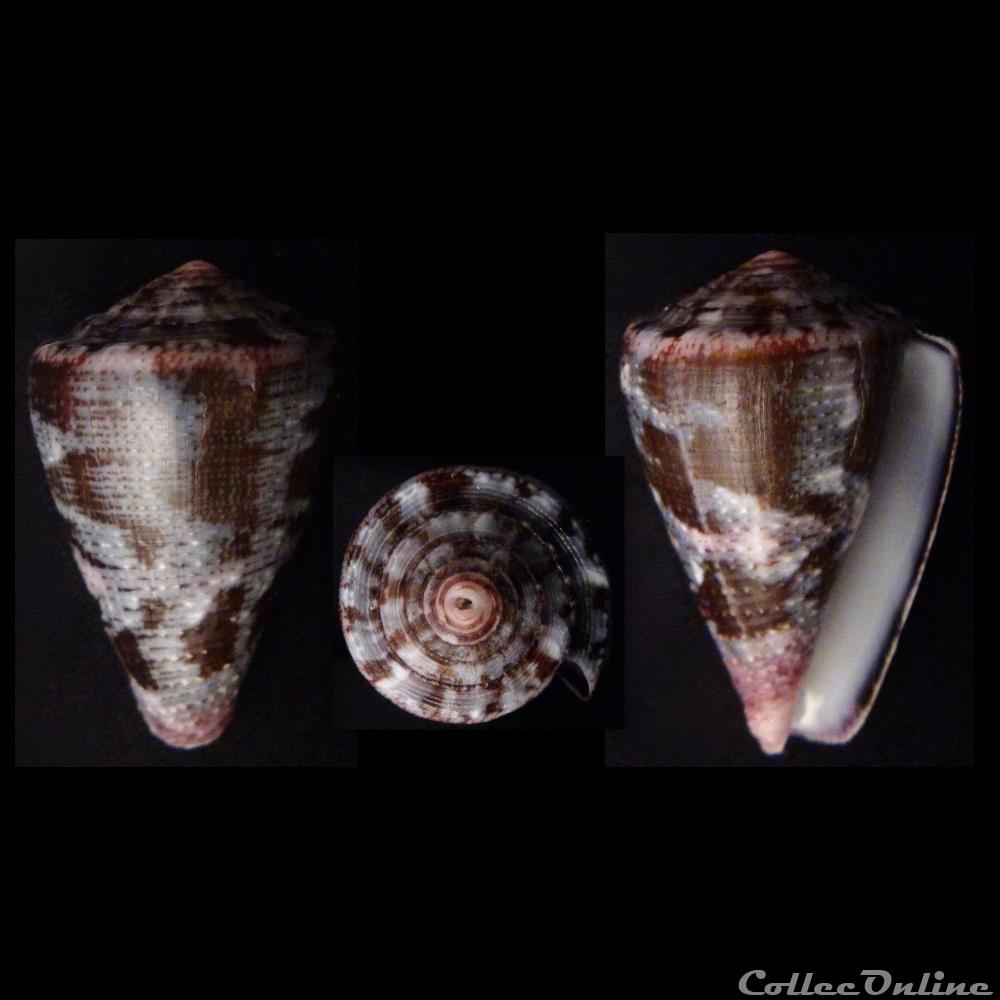 Chelyconus purpurascens (Sowerby I & II, 1833) coquillage fossile gastropodum chelyconus purpurascens sowerby i ii 1833