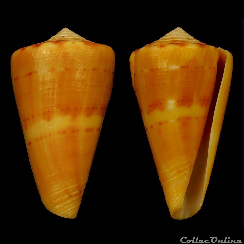 Dauciconus (Dauciconus) daucus (Hwass in Bruguière, 1792) coquillage fossile gastropodum dauciconus dauciconus daucus hwass in bruguiere 1792