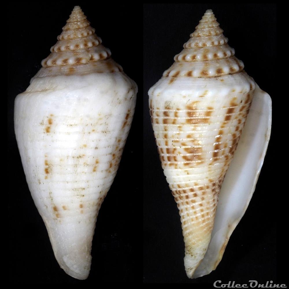 Fusiconus (Bathyconus) elokismenos (Kilburn, 1975) coquillage fossile gastropodum fusiconus bathyconus elokismenos kilburn 1975