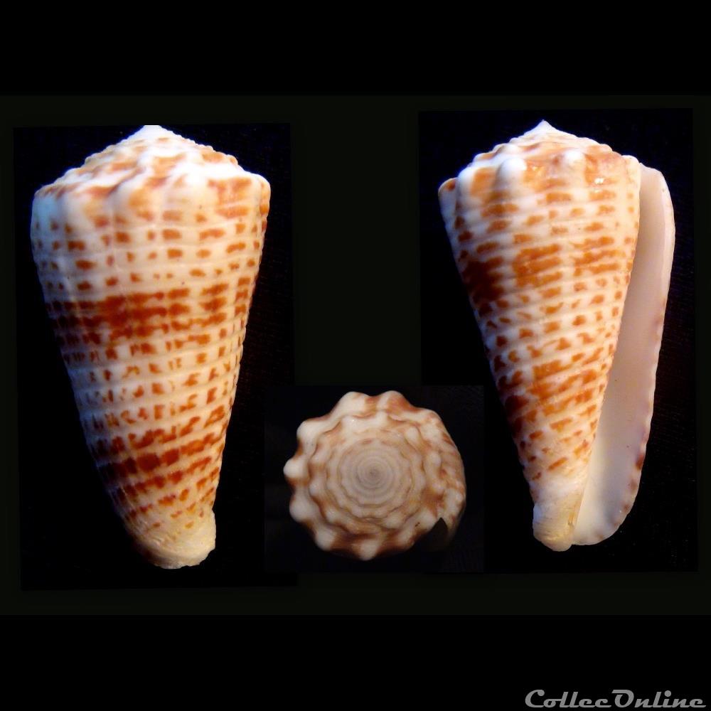 Asprella sulcocastanea (Kosuge, 1981) coquillage fossile gastropodum asprella sulcocastanea kosuge 1981