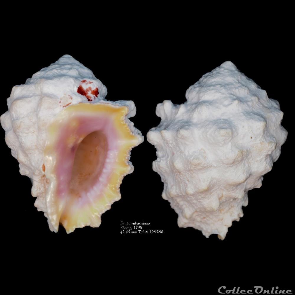 coquillage fossile gastropodum drupa rubusidaeus roding 1798