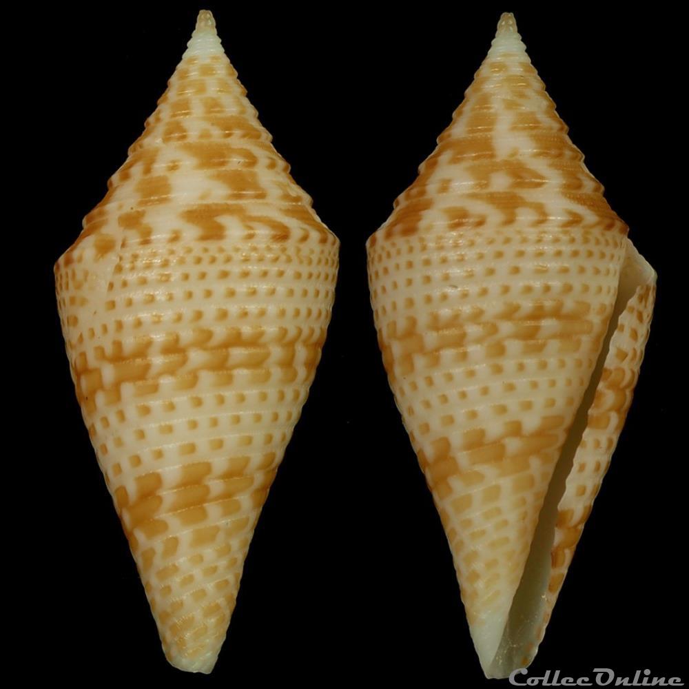 Turriconus (Turriconus) miniexcelsus (Olivera & Biggs, 2010) coquillage fossile gastropodum turriconus turriconus miniexcelsus olivera biggs 2010