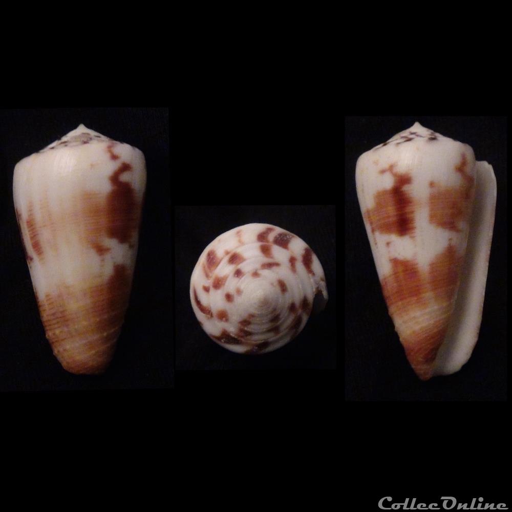 Strategoconus (Vituliconus) planorbis (Born, 1778) coquillage fossile gastropodum strategoconus vituliconus planorbis born 1778