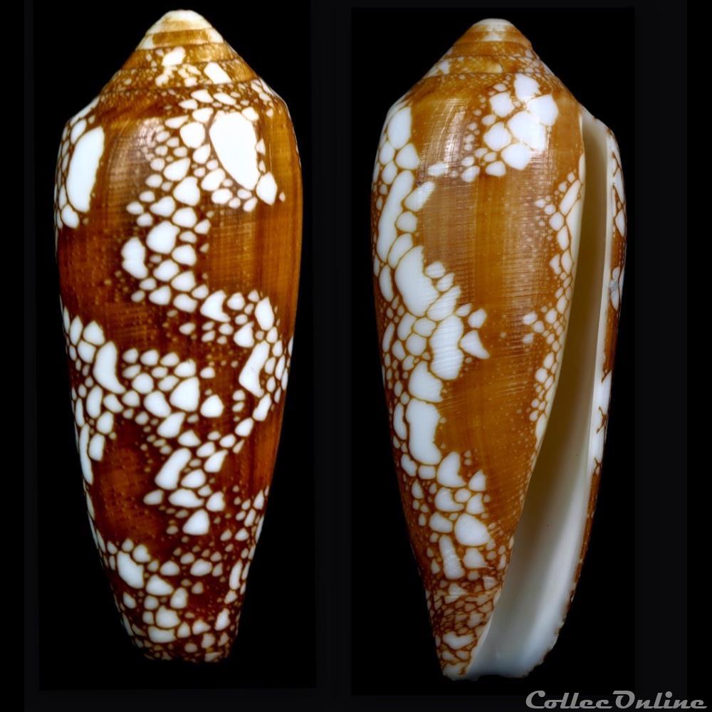 Darioconus auratinus (da Motta, 1982) coquillage fossile gastropodum darioconus auratinus da motta 1982