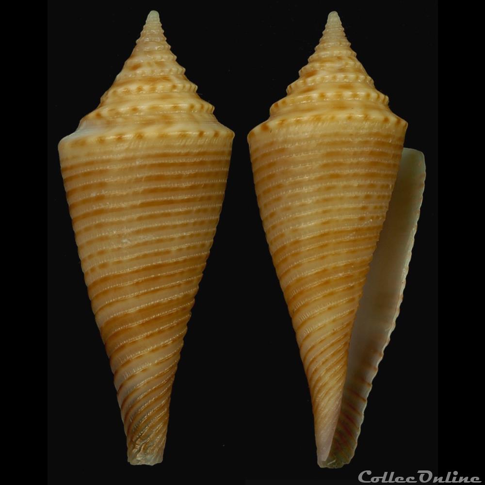 Fusiconus (Bathyconus) orbignyi (Audouin, 1831) coquillage fossile gastropodum fusiconus bathyconus orbignyi audouin 1831